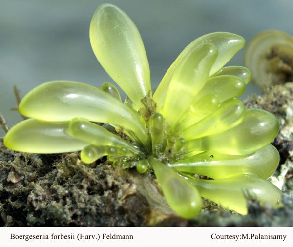 Boergesenia forbesii (Harvey)Feldmann